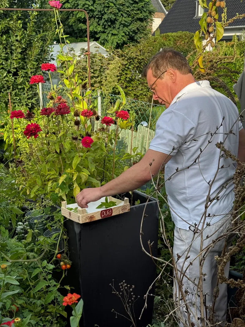 Holzkiste mit frisch geernteten Kräutern vor roten Dahlien