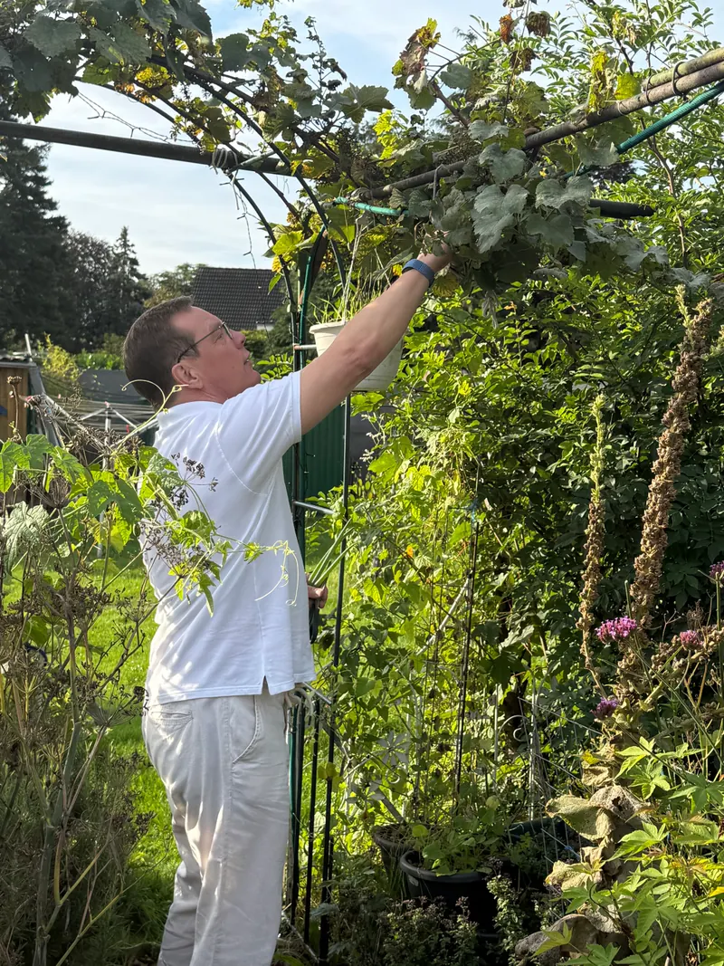 Maik Roemer erntet Blätter unter einem Rankbogen im Garten